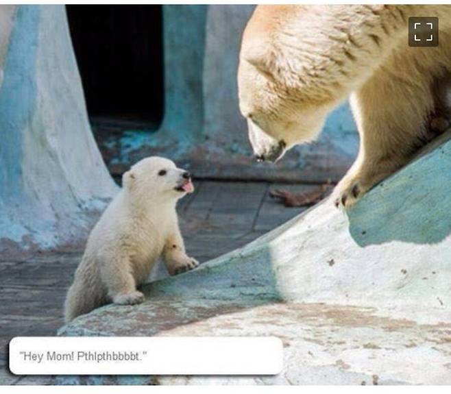 엄마한테 메롱한 아기 북극곰의 최후