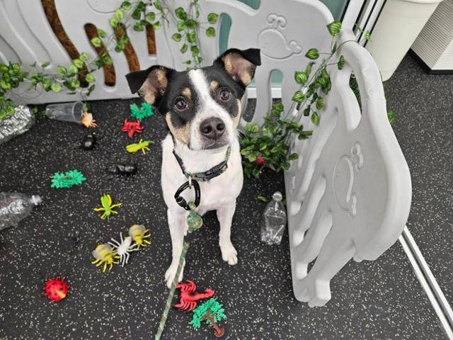 루돌이라는 미지의 생명에 대한 두려움을 정이현 작가는 소설가답게 '글쓰기'로 해소해 나갔다. 정이현 작가 제공