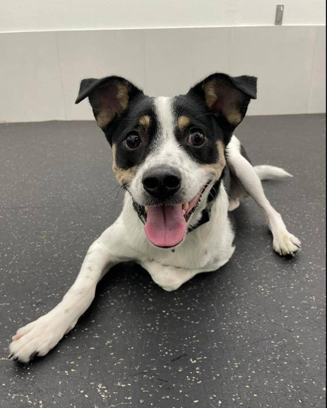 루돌이의 입양은 자녀들의 강한 요청으로 이뤄진 일이었다. 그만큼 정 작가의 자녀들도 양육 책임을 나눠 지고 있었다. 정이현 작가 제공