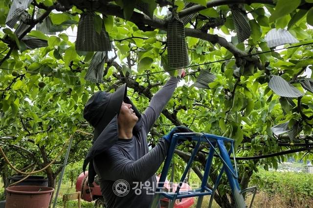 ▲ 15일 춘천의 낮기온이 32도까지 오른 가운데 동내면 사암리의 과수원에서 농장주 송호성(58)씨가 배 열매를 솎아내고 있다.