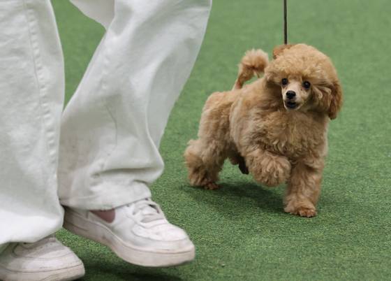 A participating dog strikes a pose at the 2025 Seoul FCI International Dog Show held at the aT Center in Seocho District, southern Seoul, on June 15. [YONHAP]