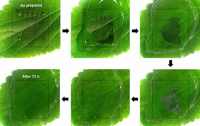 국내 연구팀이 3일 만에 물에 녹아 사라지는 생분해 전자소자를 개발했다. 사진은 녹색 잎 위에 위치한 소자가 물 속에 완전히 녹아 없어진 모습. /사진=KIST