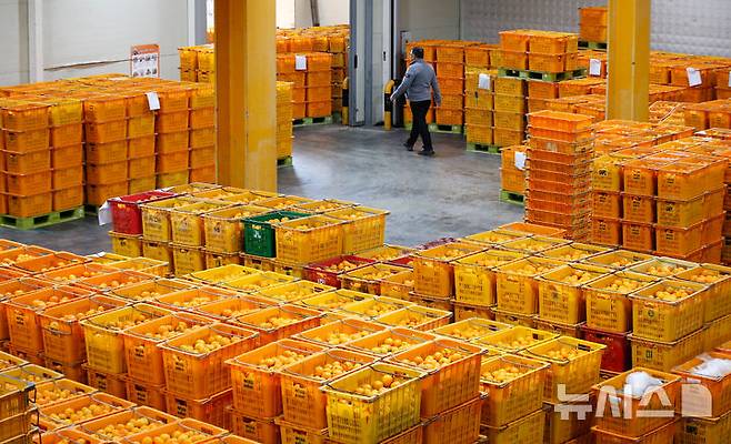 [제주=뉴시스] 우장호 기자 = 제주시 도남동 제주감귤농협 제8유통센터에서 관계자들이 감귤 선과작업을 하고 있다. (사진=뉴시스DB) woo1223@newsis.com