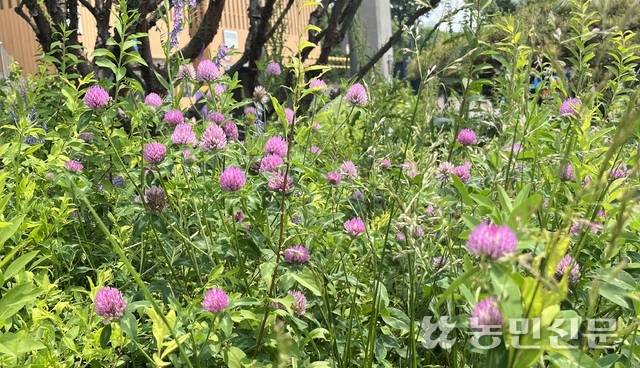 공원에 피어 있는 보랏빛 붉은토끼풀.