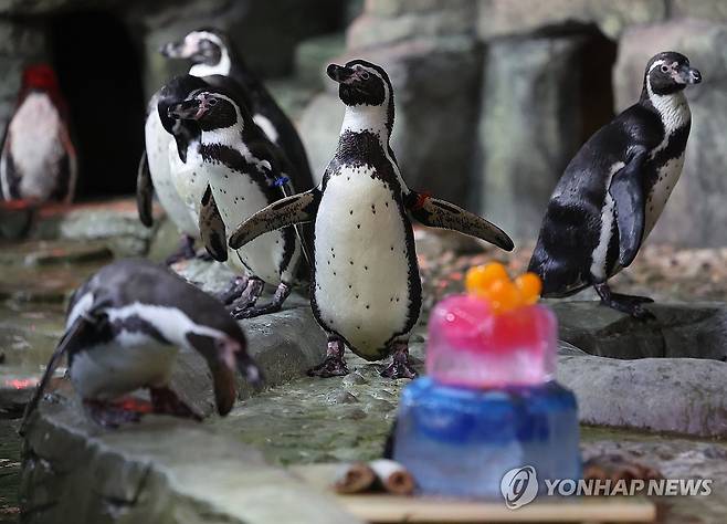 나이는 많아도 위풍당당한 걸음의 적적이 (서울=연합뉴스) 김도훈 기자 = 지난 6일 서울 강남구 코엑스 아쿠아리움에서 국내 최장수 훔볼트 펭귄 중 한 마리인 적적이(가운데, 2005년생)가 물에서 나와 걷고 있다. 2025.6.15 superdoo82@yna.co.kr