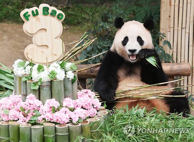 언니 판다 푸바오 '이제 세 살이에요' 2023년 7월 20일 경기도 용인시 에버랜드에서 세 번째 생일을 맞은 판다 푸바오가 사육사들이 준비한 케이크 옆에서 대나무를 먹고 있다. [연합뉴스 자료사진] 2025.6.15