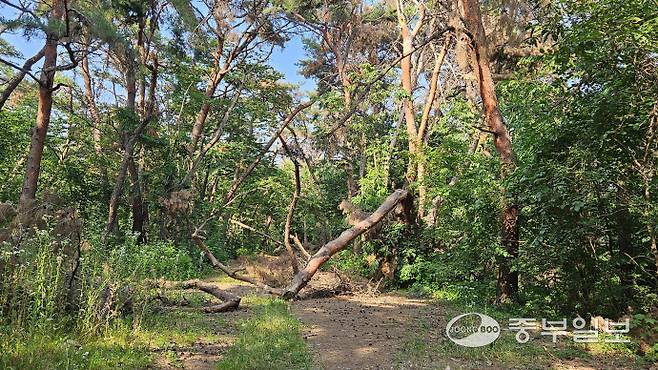 지난 15일 평택시 팽성 송화리 소재 미군 공여지 내 산책로에 지난 겨울에 내린 폭설로 부러진 노송이 길을 가로 막은채 방치돼 있다. 류제현기자