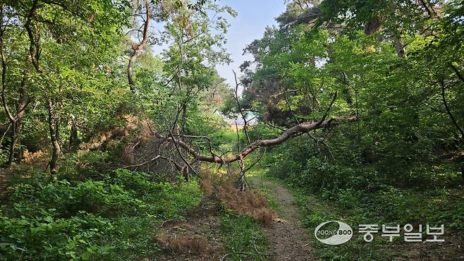 지난 15일 평택시 팽성읍 소재 미군 공여지 내 주민 산책로가 지난겨울에 내린 폭설로 인해 부러진 노송에 가로 막혀 있다. 류제현기자
