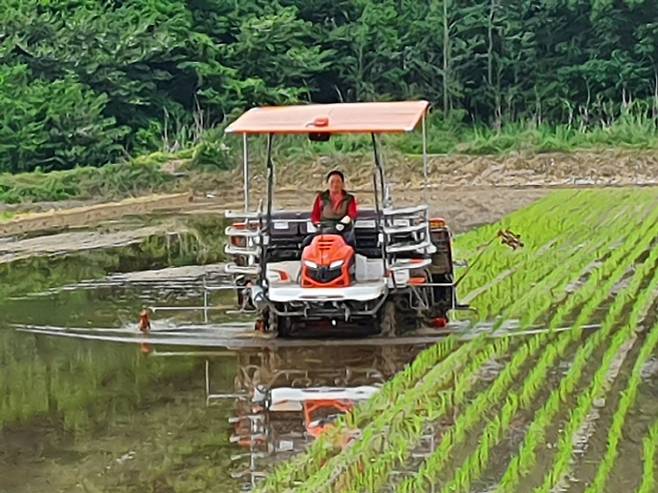 신라경씨의 이앙기 운전모습.