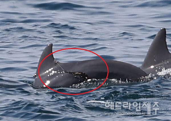 등지느러미에 낚시줄이 걸린 남방큰돌고래. (2021년 발견, 사진=핫핑크돌핀스)