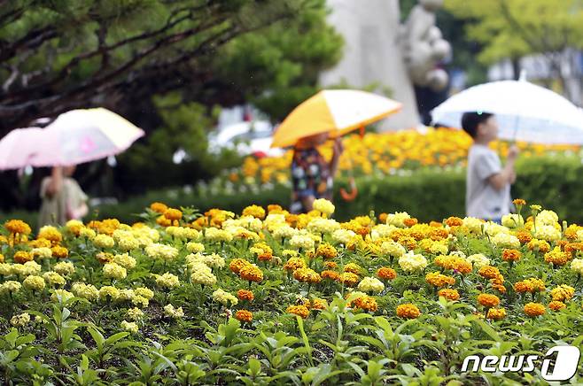 전국적으로 비가 내린 26일 광주 북구청직장어린이집 아이들이 우산을 쓰고 거리를 걷고 있다.(광주 북구 제공.재판매 및 DB금지) 2023.6.26/뉴스1DB