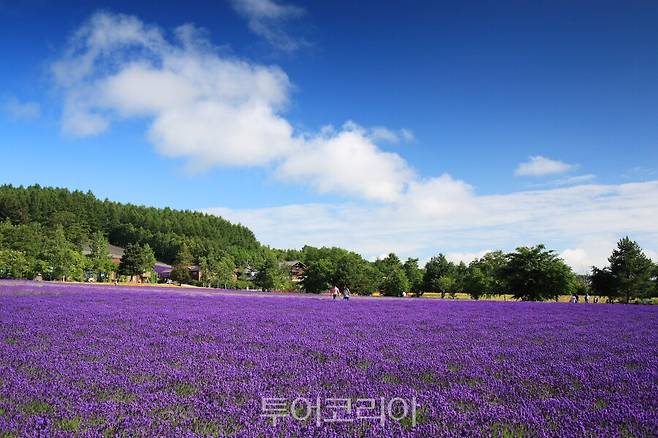 일본 북해도 후라노 / 사진-노랑풍선
