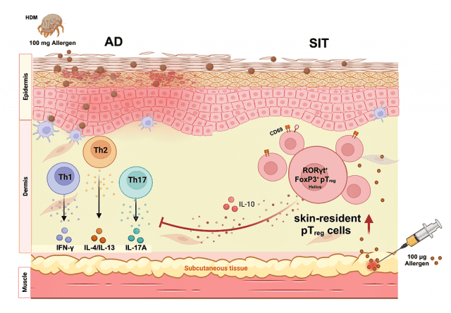 RORγt 발현 조절 T세포는 병원성 T세포 면역반응을 억제해 치료 효과가 나타난다(제공=세브란스병원)