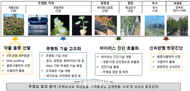 과수 무병묘 생산 단계별 활용. ⓒ국립종자원