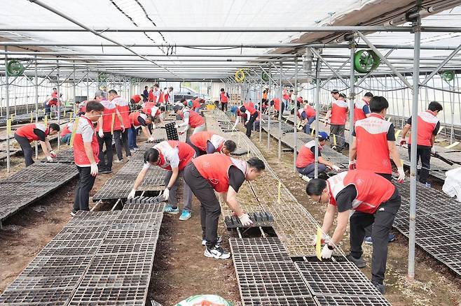 BNK부산은행 직원들이 지난해 9월 폭우 피해가 발생한 부산 강서구 비닐하우스 농가를 찾아 피해 지원 활동을 벌이고 있다.
