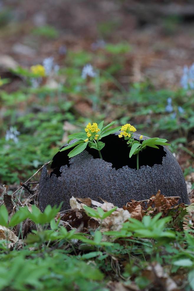 14∼26일 인제 기적의 도서관에서 열리는 ‘DMZ 생태사진전’ 전시작 가운데 하나인 ‘철모에 핀 한계령풀’. 인제군 제공