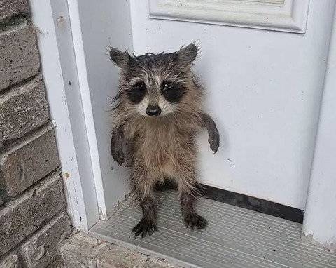 미국의 한 주택 앞에서 비에 홀딱 젖은 채 떨고 있는 새끼 라쿤이 발견돼 온라인에서 화제를 모으고 있다. 특히 라쿤의 사진이 공개되자 온라인에서는 영화 ‘가디언즈 오브 갤럭시’ 속 캐릭터 ‘로켓’을 닮았다며 뜨거운 반응이 이어졌다. ⓒ뉴시스
