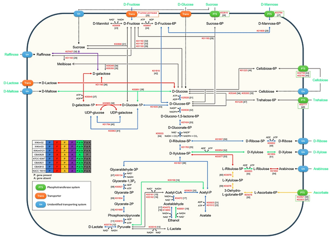 김치종균의 유전자 지도.