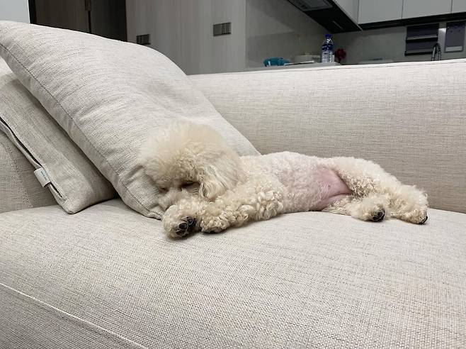 졸려.jpg 우리 강아지 방석