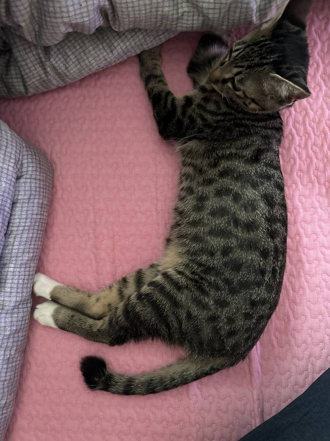 IMG_0027.jpeg 포텐에 고양이집 보고 올리는 고양이 침대