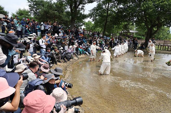 장뜰두레농요보존회 회원들이 장뜰두레농요 중 모심기 시연을 하는 모습을 전국에서 온 사진사들이 카메라로 담고 있다. 김혜윤 기자 unique@hani.co.kr