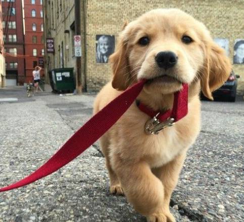 반려견 산책 이미지 [사진=@Talonted Lex - Rosacea/Beauty/Skin Positivity Pinterest]