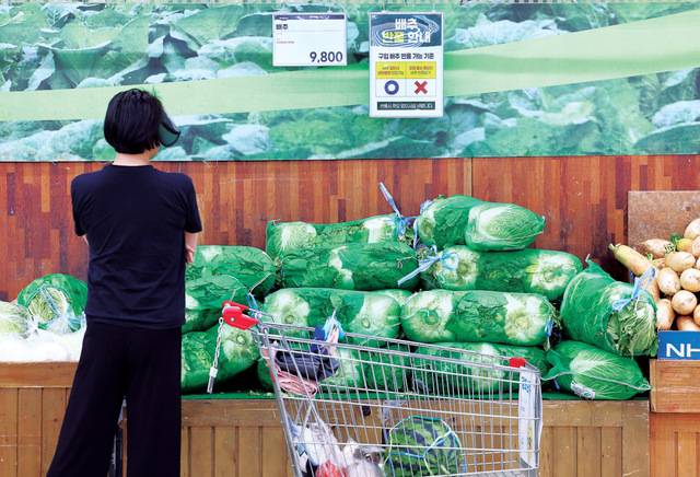 배추 가격이 오름세를 보이고 있다. 지난해에 이어 올여름에도 배추 생산량이 평년보다 감소할 것이란 전망이 나오면서다. 15일 서울 시내 한 대형마트에서 쇼핑객이 진열된 배추를 살펴보고 있다. 뉴시스