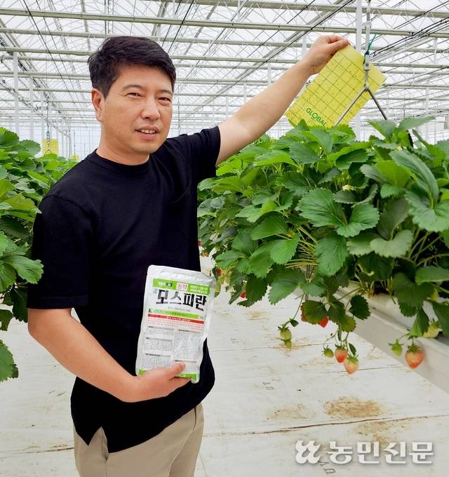 전북 김제시 백구면에서 딸기·벼를 재배하는 이상민 베베스팜 대표가 딸기 유리온실에서 경농의 ‘모스피란’과 글로벌아그로의 끈끈이 트랩을 들어 보이고 있다.