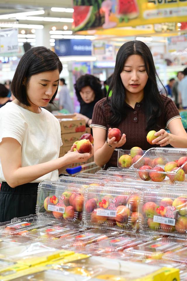 농협유통 서울 양재점에서 소비자들이 제철을 맞은 천도복숭아를 살펴보고 있다. 농협유통