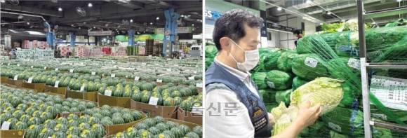 지난 10일 오후 10시쯤, 서울 송파구 가락시장 청과동에 경매를 앞둔 수박이 진열돼 있다(왼쪽 사진). 오른쪽은 중도매인인 정자환 대성농산 대표가 경매를 앞두고 배추 상태를 꼼꼼하게 살펴보는 모습. 강동용 기자