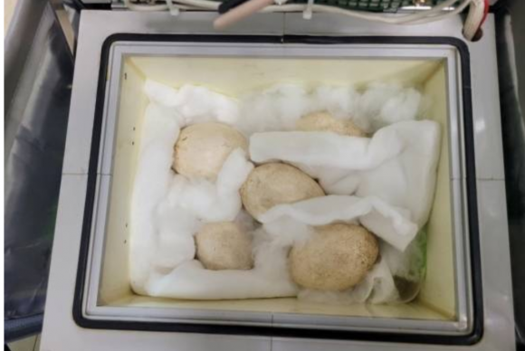 일본으로 이송될 황새알 5개가 휴대용 부화기에 들어있다. 예산군 제공