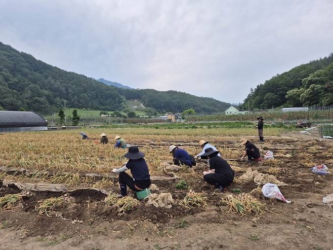 마늘 수확하는 농민들 [단양군 제공. 재판매 및 DB 금지]