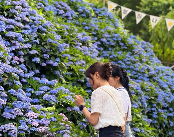 월아산 숲속의 진주 수국. /경남도