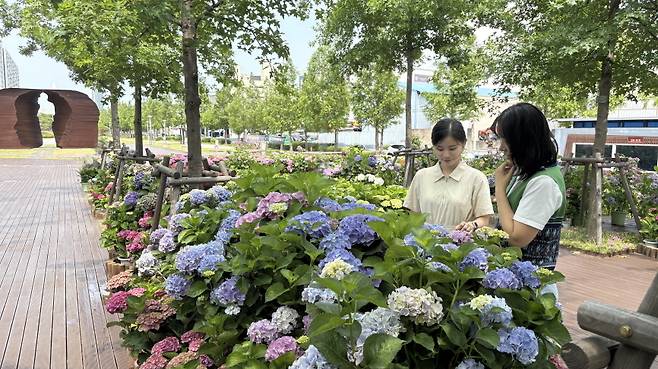 포항시는 철길숲 오크광장에 ‘팝업가든 수국수국’ 테마 정원 조성한다. / 포항시 제공
