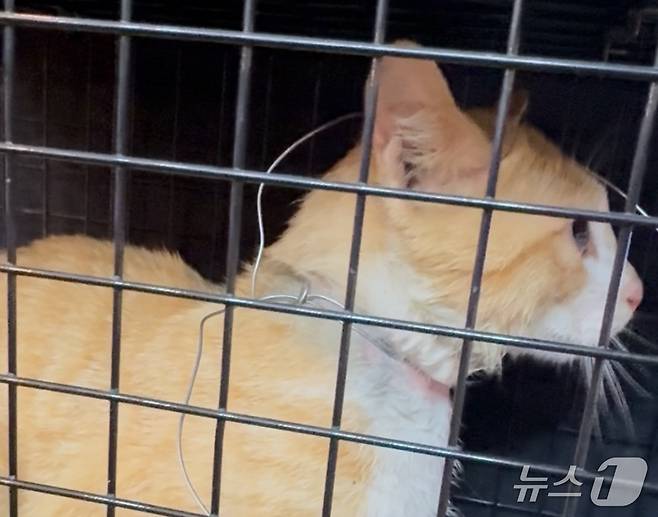 철사에 목이 감긴 길고양이(동물구조119 제공) ⓒ 뉴스1