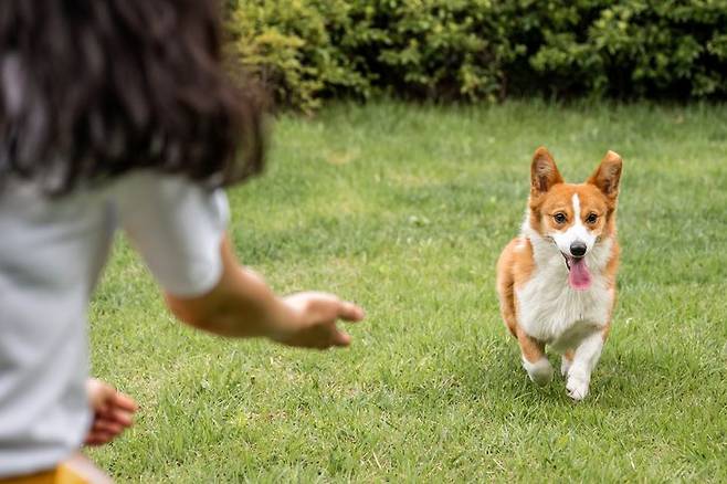 반려견 /사진=파이낸셜뉴스 사진DB