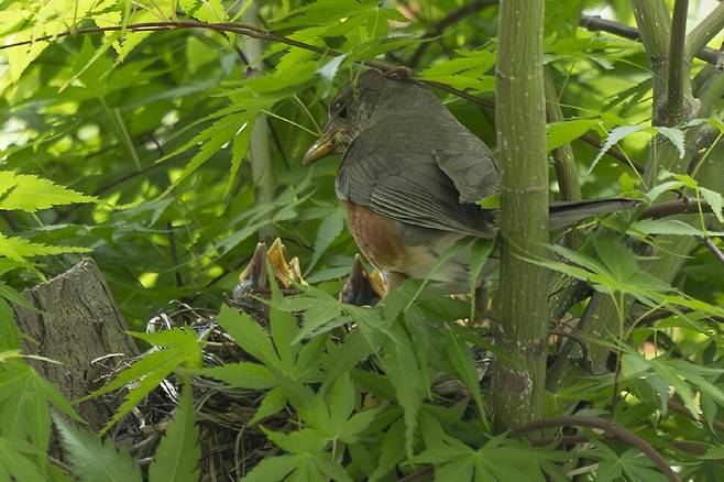 되지빠귀 새끼는 아직 눈도 제대로 뜨지 못했다.