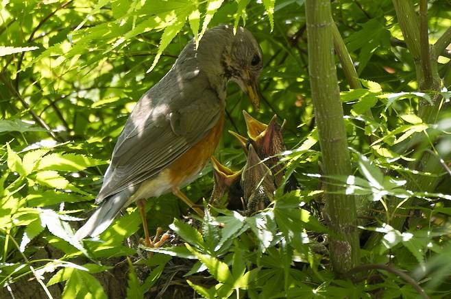 5월25일, 새끼들이 부쩍 자랐다.