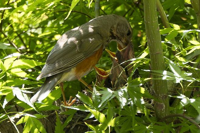 어미 되지빠귀가 새끼에게 목 깊숙이 먹이를 넣어준다.