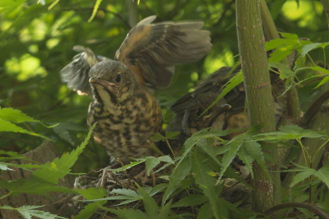 이른 아침 다섯 마리 새끼 중 한 마리가 용기를 내어 둥지 위에 올라섰다. 둥지를 떠날 시간이다. 태어난 지 15일쯤 되었다.