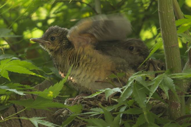 둥지를 박차고 나가 다른 나무 위에 착지해야 한다. 땅에 떨어지면 천적에게 노출되어 생명을 잃을 수 있다.