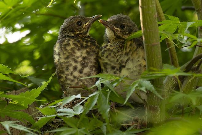 새끼들은 한 번 둥지 위에 올라서면 여간해선 둥지로 돌아가지 않는다. 둥지 밖으로 나가는 것만이 목표다. 사이좋아 보이는 형제.
