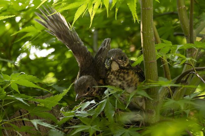 둥지를 떠나기 위해 날개를 풀고 있다.