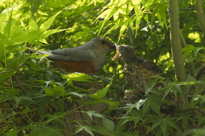 되지빠귀 새끼 한 마리가 둥지 밖으로 나오지 않자 결국 어미가 나서 먹이로 유인한다.