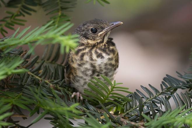 세 번째 되지빠귀 새끼도 무사하다.