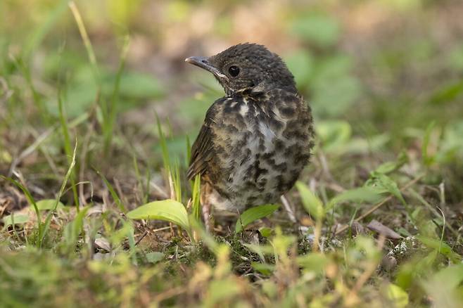 네 번째는 땅으로 내려앉았다.