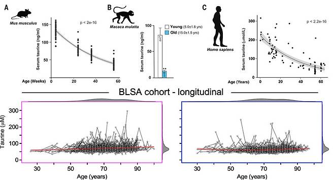 나이에 따른 혈장 타우린 농도를 나타내는 그래프다. 위는 2023년 논문의 횡단면 데이터로 생쥐와 원숭이, 사람 모두 나이가 들수록 타우린 농도가 낮아진다. 아래는 2025년 논문의 종단면 데이터로 나이가 듦에 따라 여성은 오히려 약간 높아지고(왼쪽) 남성은 차이가 없다(오른쪽). 사이언스 제공