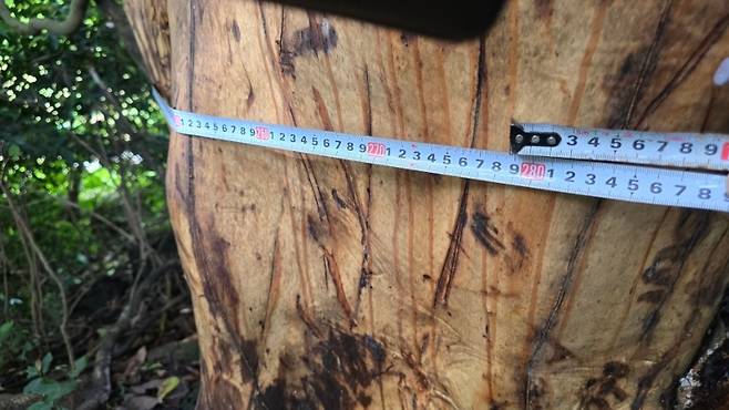 어제(16일) 서귀포시 표선면 성읍리의 한 임야에서 발견된 박피된 후박나무 (제주자연의벗 제공)