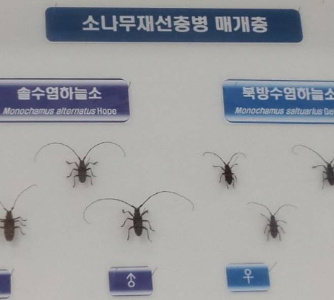 소나무재선충병 매개충. 강원도 제공