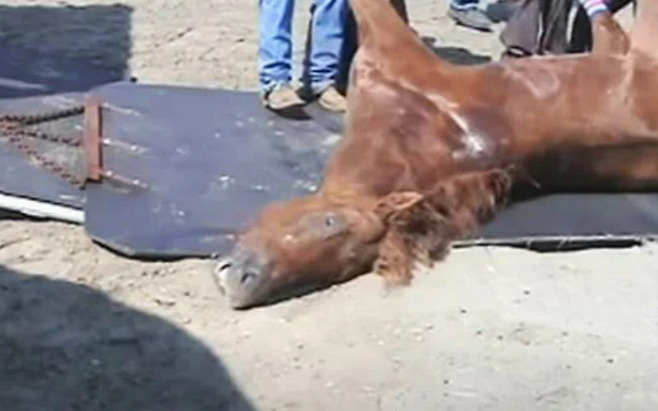 언더태크쇼에서 부상을 당한 말이 안락사되고 있다.[PETA 홈페이지 갈무리]